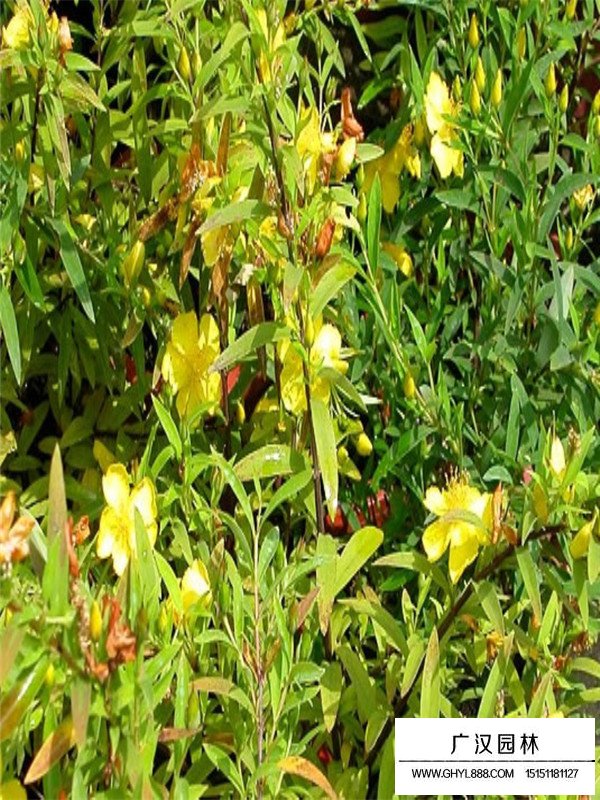 金絲桃介紹(圖3)