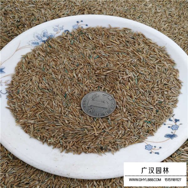 黑麥草種子價(jià)格是多少(圖2)