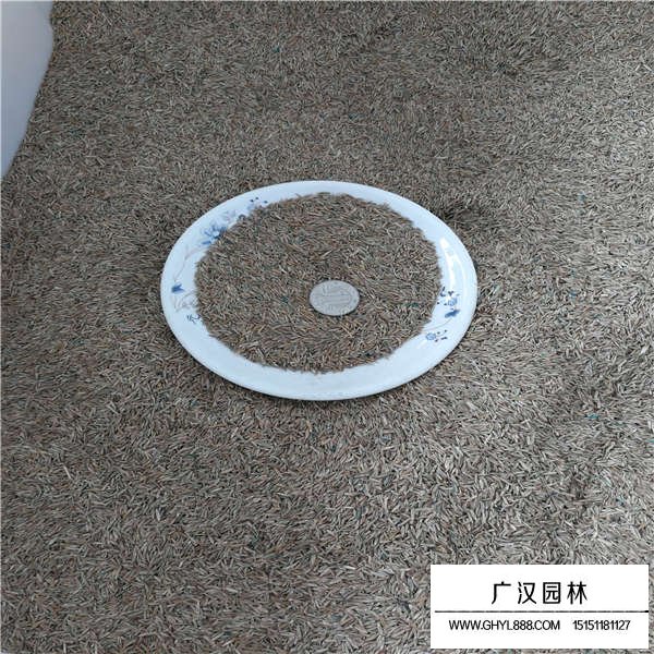 黑麥草種子價(jià)格是多少(圖3)