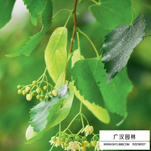 椴樹(shù)介紹(圖1)