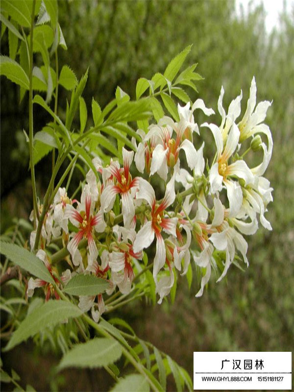 金銀木介紹(圖1)