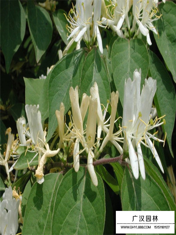 金銀木介紹(圖2)