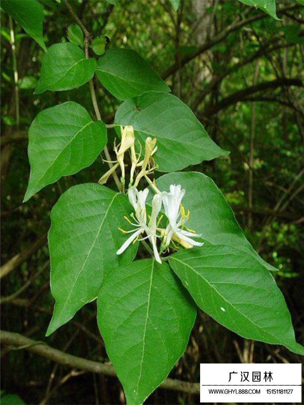 金銀木介紹(圖3)