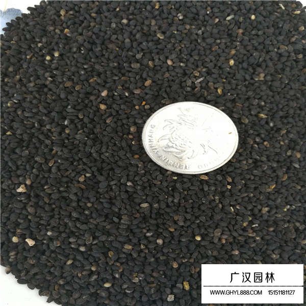 黑種草產(chǎn)地在哪里(圖3)