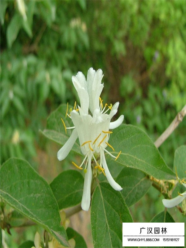 金銀木介紹(圖4)