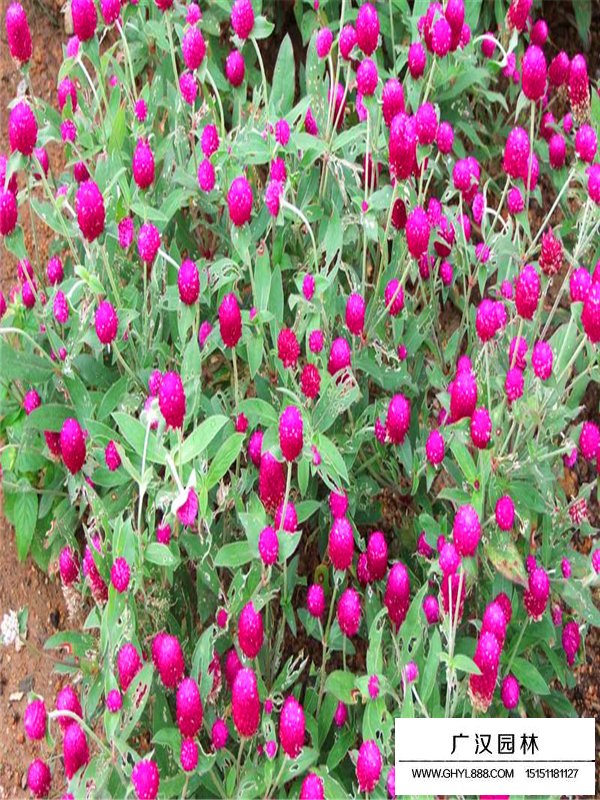 千日紅有種子嗎(圖2)