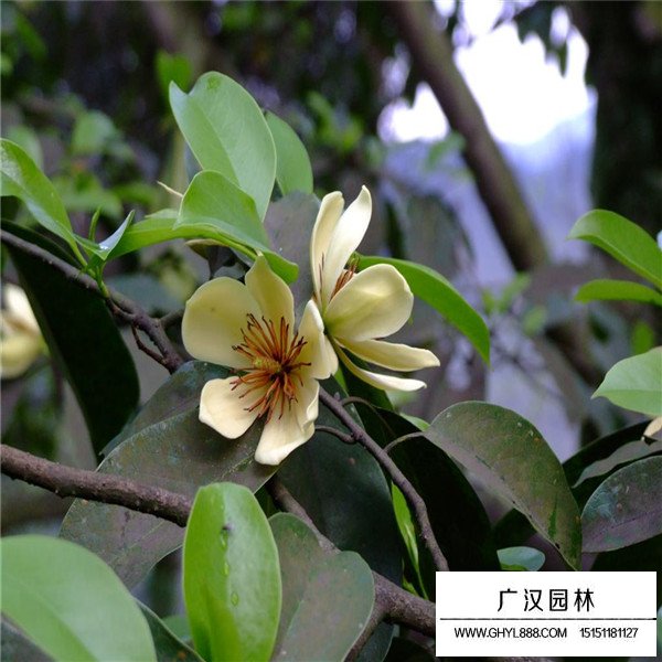 樂昌含笑簡介(圖3)