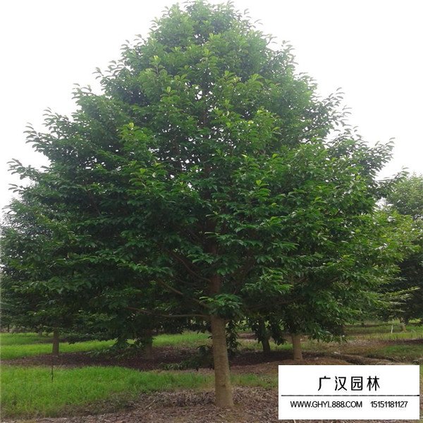 樂昌含笑簡介(圖4)