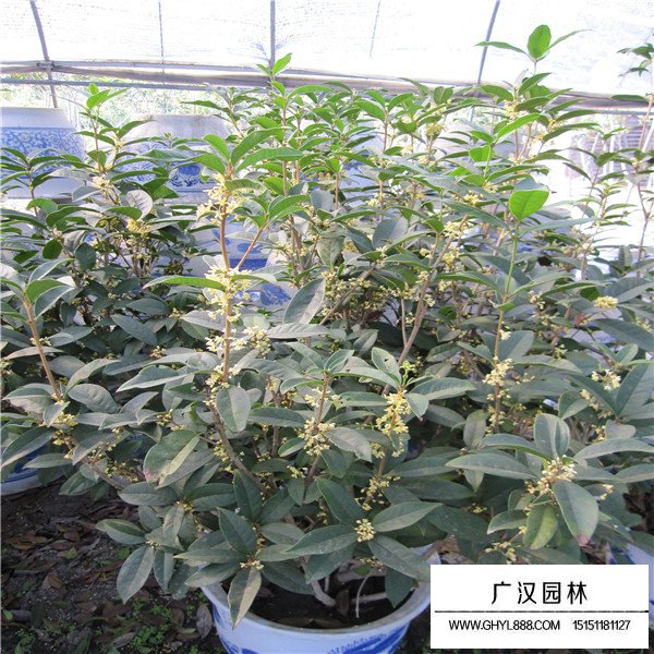 園林澆水方法(圖2)