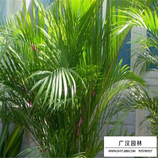 散尾葵介紹(圖2)