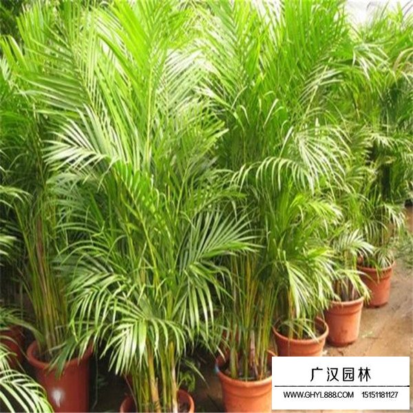 散尾葵介紹(圖3)