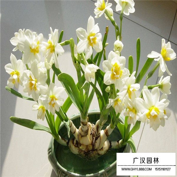 水仙花簡介(圖1)