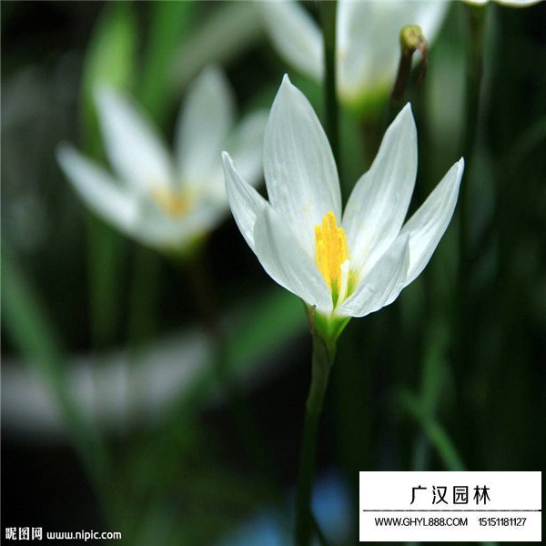 水仙花簡介(圖2)