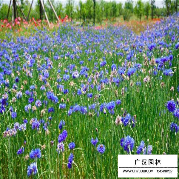 矢車菊產(chǎn)地在哪里(圖4)