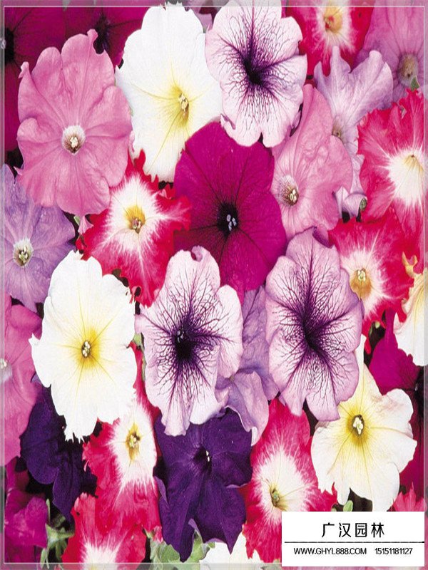 矮牽牛的品種(圖2)