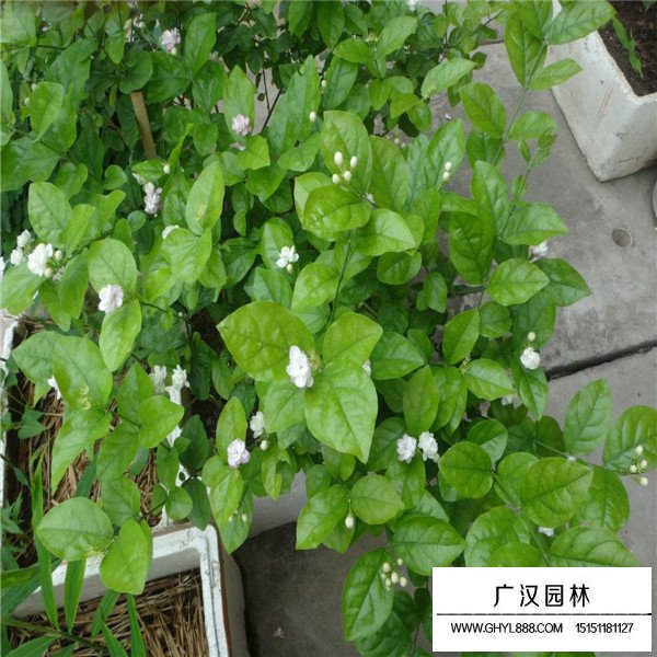 茉莉花介紹(圖1)
