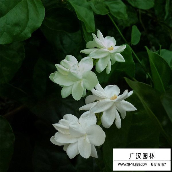 茉莉花介紹(圖2)