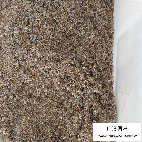 天人菊種子多少錢一斤(圖2)