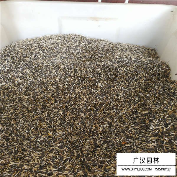 萬(wàn)壽菊種子多少錢一斤(圖2)