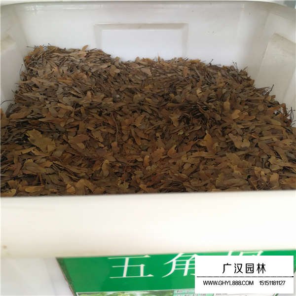 五角楓種子價(jià)格多少(圖3)