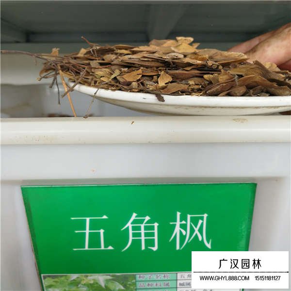 五角楓種子哪里多(圖1)