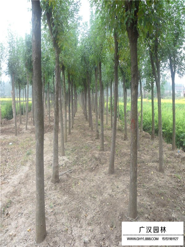 白蠟樹的主要作用(圖2)