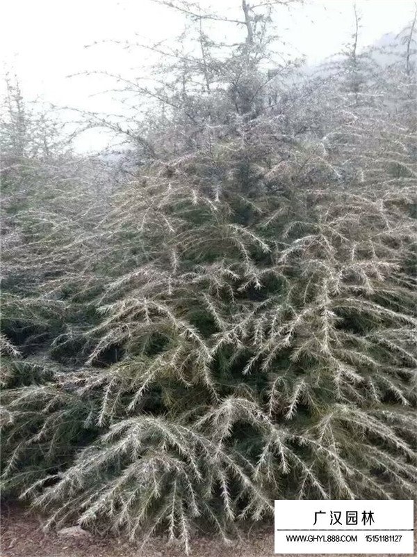 雪松的栽培技術(shù)(圖2)