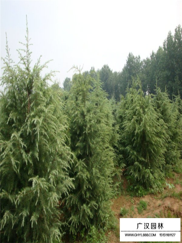 雪松的栽培技術(shù)(圖4)