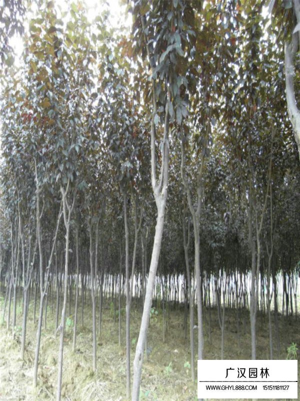 紫葉李的種植技巧(圖2)