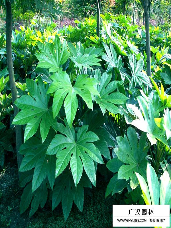 八角金盤簡介(圖3)