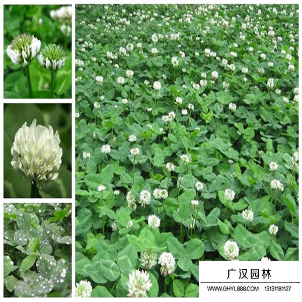 白三葉養(yǎng)殖管理(圖2)