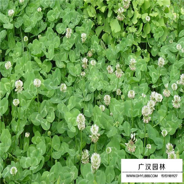 白三葉養(yǎng)殖管理(圖3)