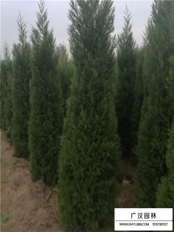 塔柏是什么(圖1)