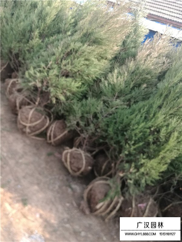 塔柏是什么(圖2)