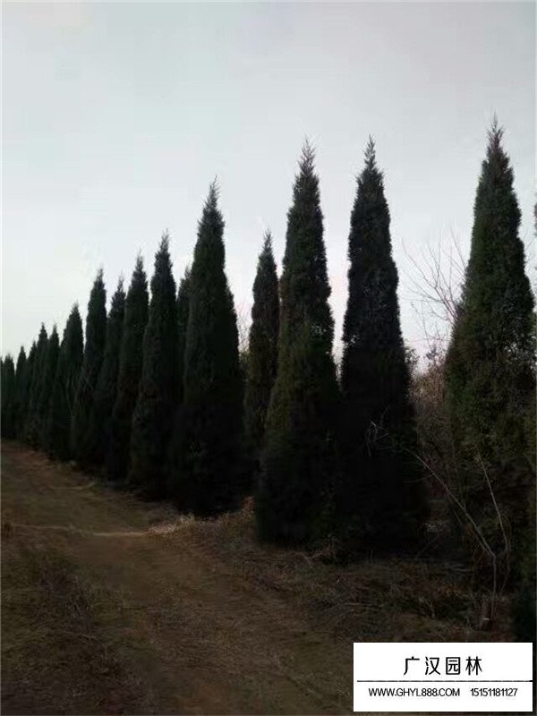 塔柏是什么(圖4)