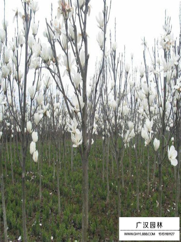 白玉蘭管理(圖2)