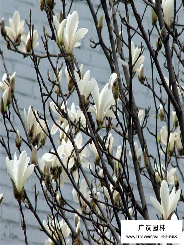 白玉蘭管理(圖3)