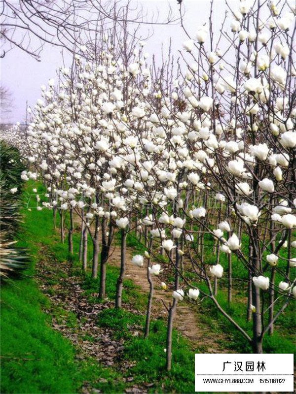 白玉蘭的園林管理(圖1)