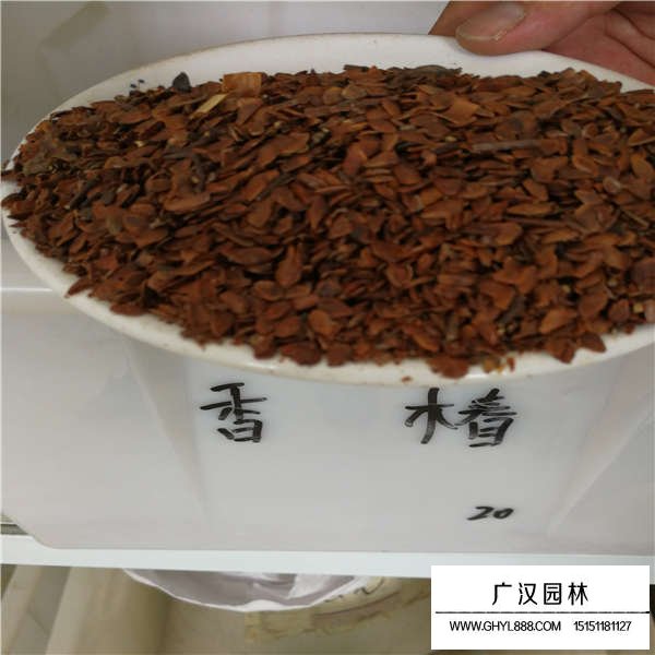 香椿種子多少錢一斤(圖1)