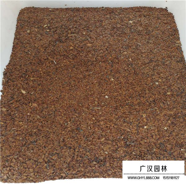 香椿種子多少錢一斤(圖2)