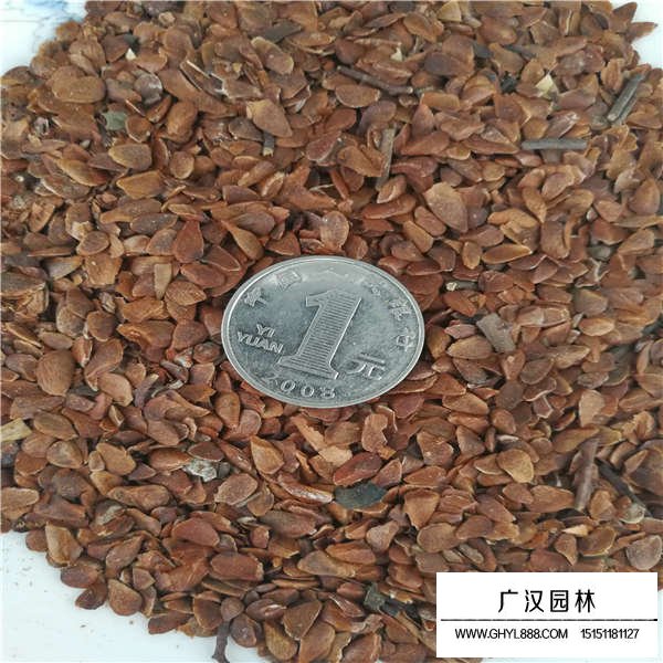 香椿種子多少錢一斤(圖3)
