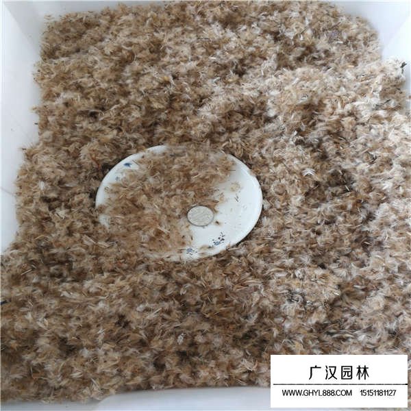 勛章菊種子怎么賣的(圖3)