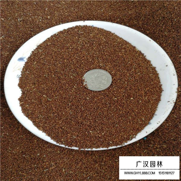 月見草種子多少錢一斤(圖2)