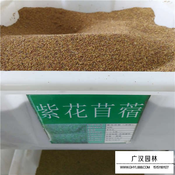 紫花苜蓿種子多少錢(qián)一斤(圖1)