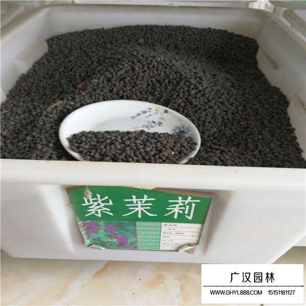 紫茉莉種子貴嗎(圖1)