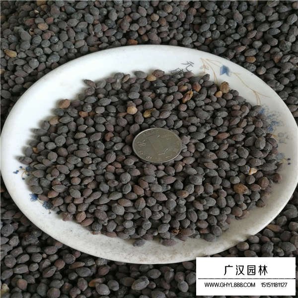 紫茉莉種子貴嗎(圖2)