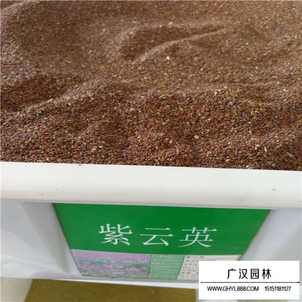 紫云英種子產(chǎn)地在哪里(圖1)
