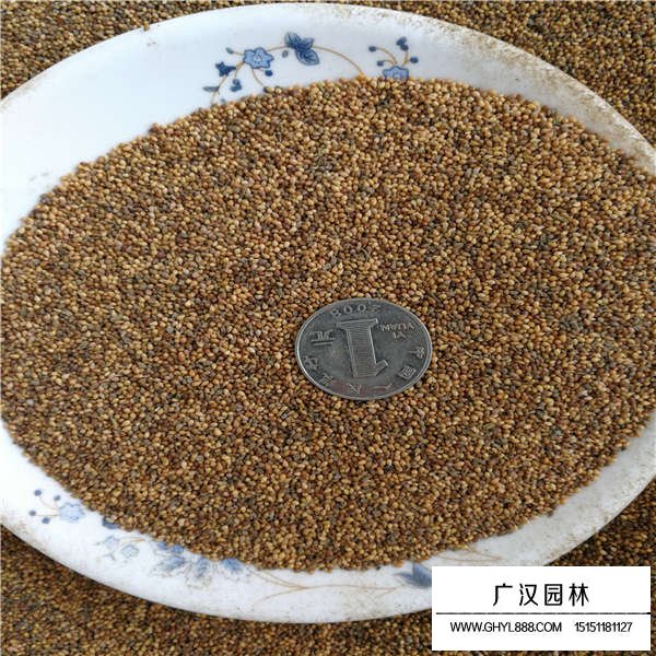 紫花地丁種子多少錢一斤(圖2)