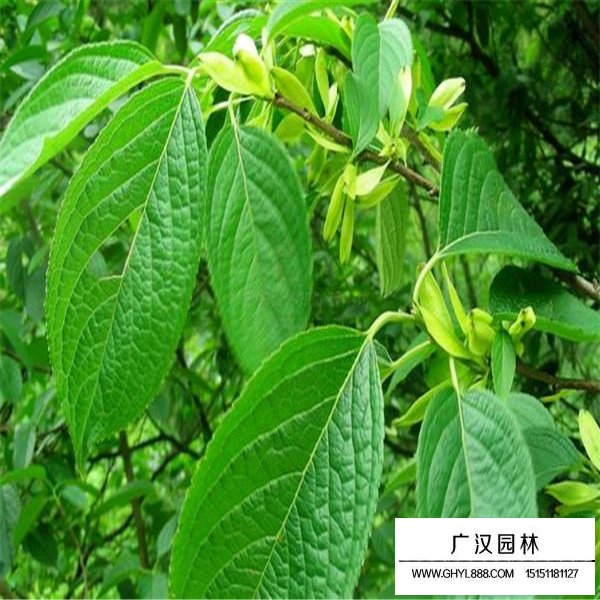 杜仲的綠化作用(圖1)