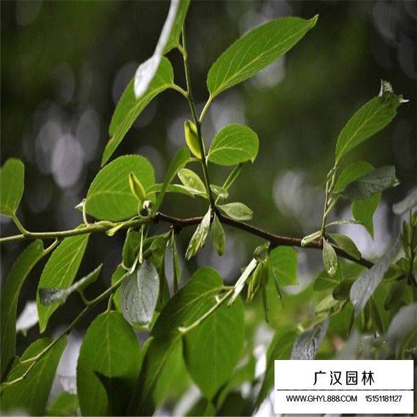 杜仲的綠化作用(圖2)